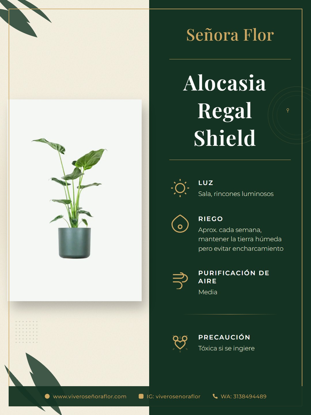 Alocasia Regal Shield