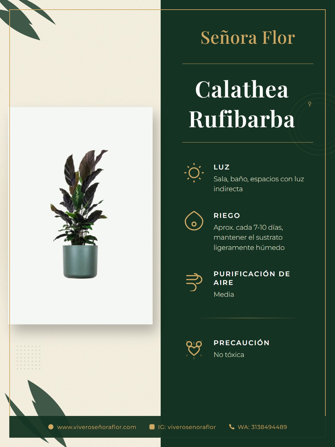 Calathea Rufibarba
