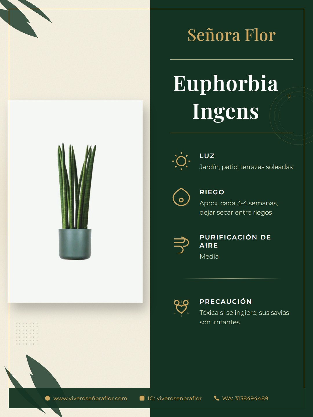 Euphorbia Ingens