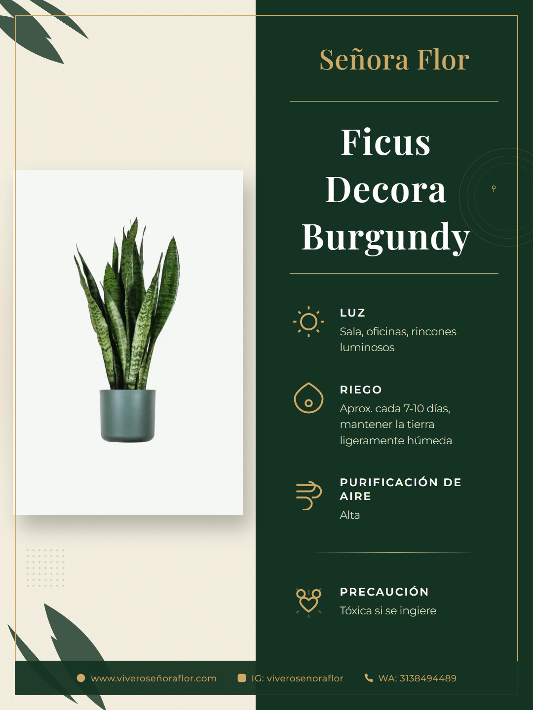 Ficus Decora Burgundy