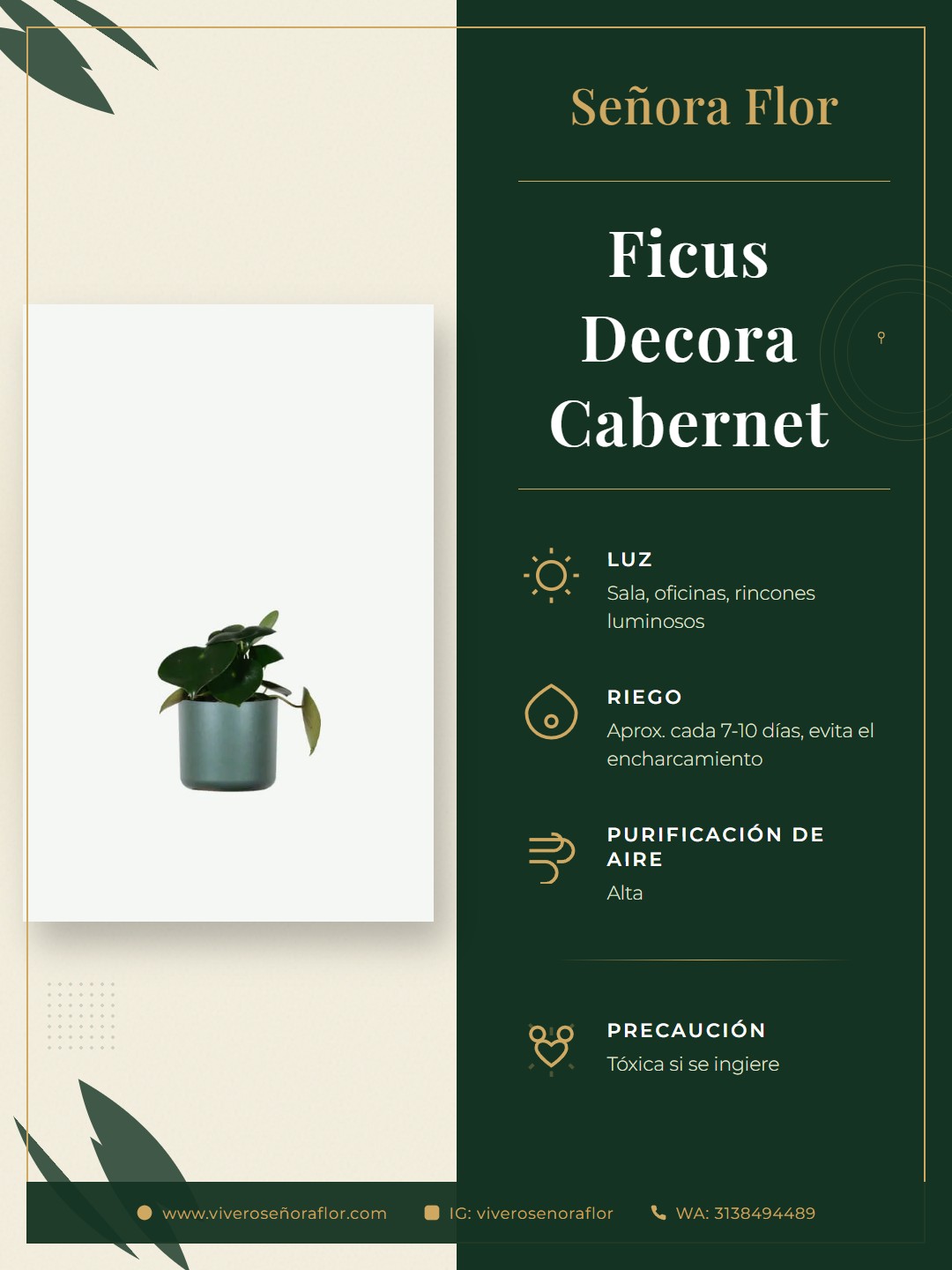 Ficus Decora Cabernet