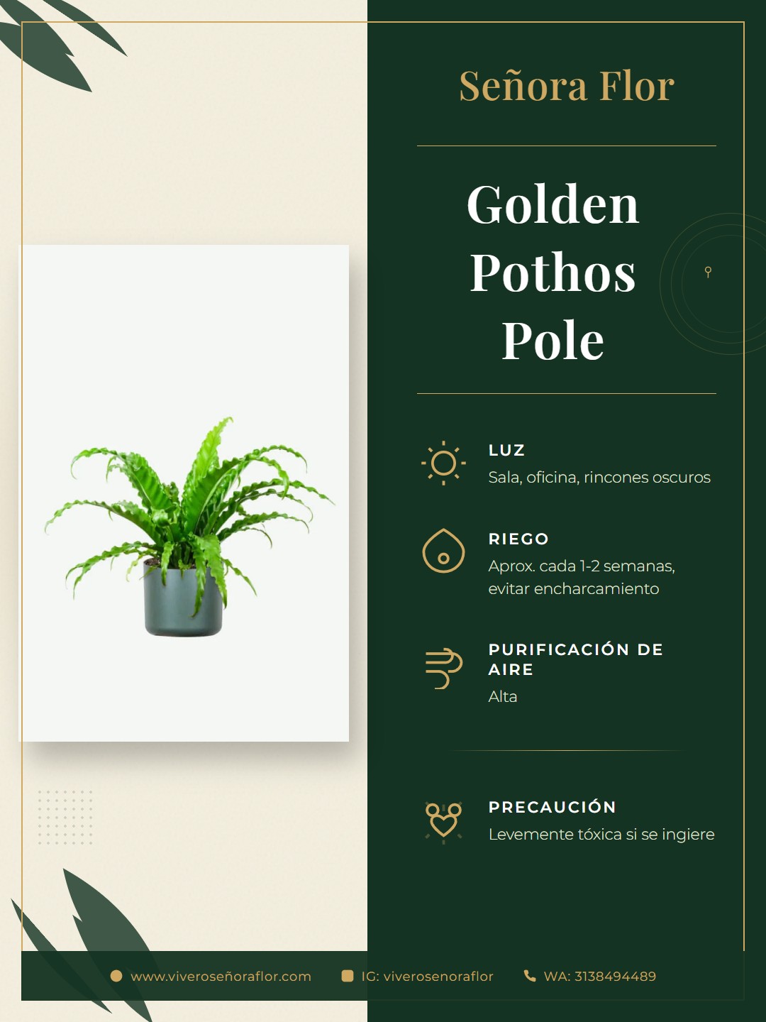 Golden Pothos Pole