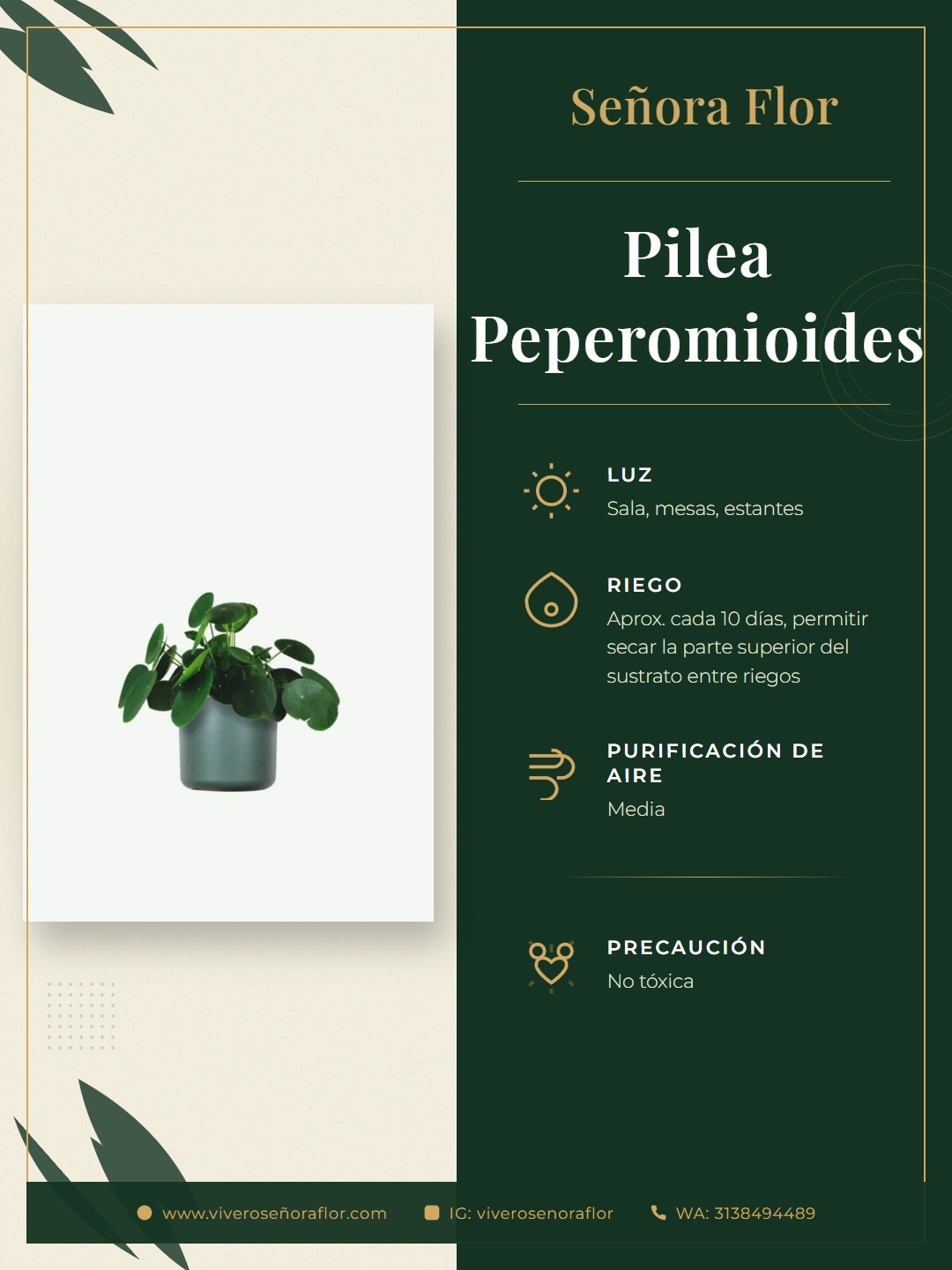 Pilea Peperomioides