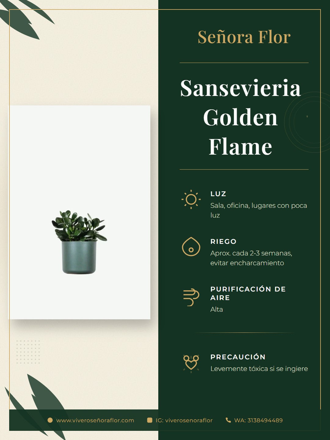 Sansevieria Golden Flame